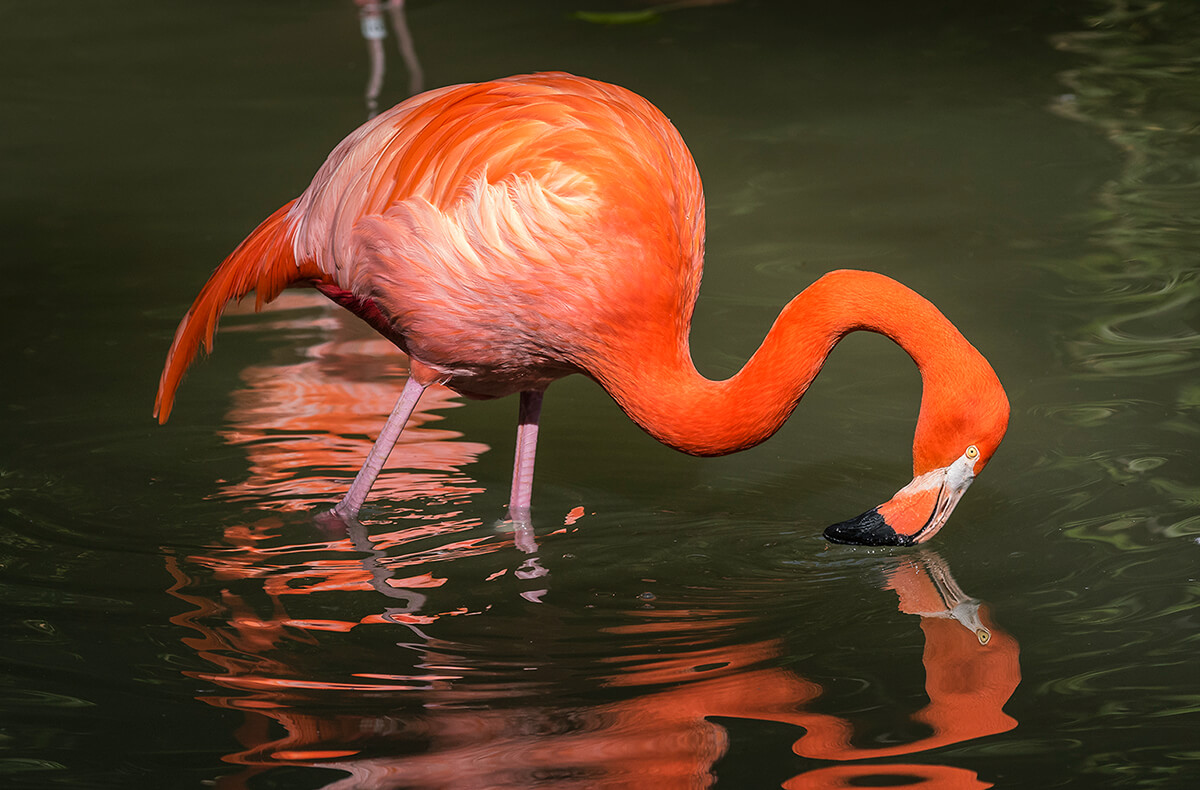 Greater Flamingo body weight