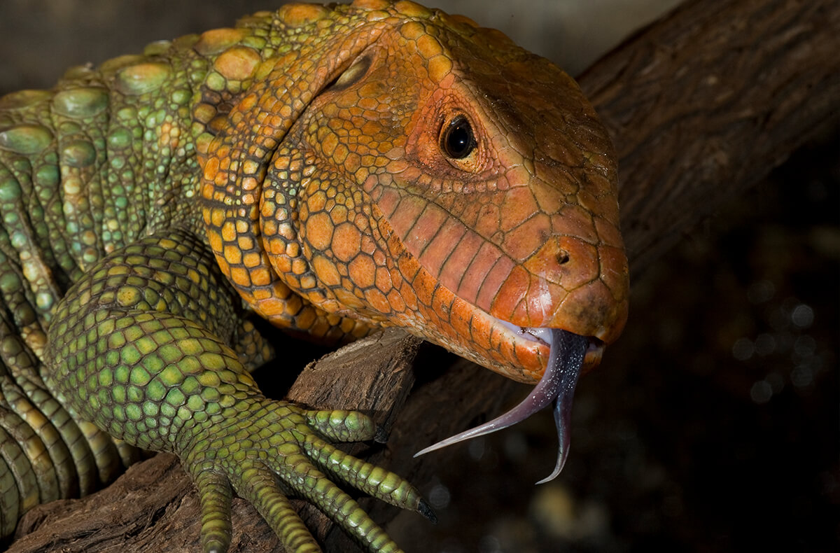 Lizard San Diego Zoo Animals And Plants