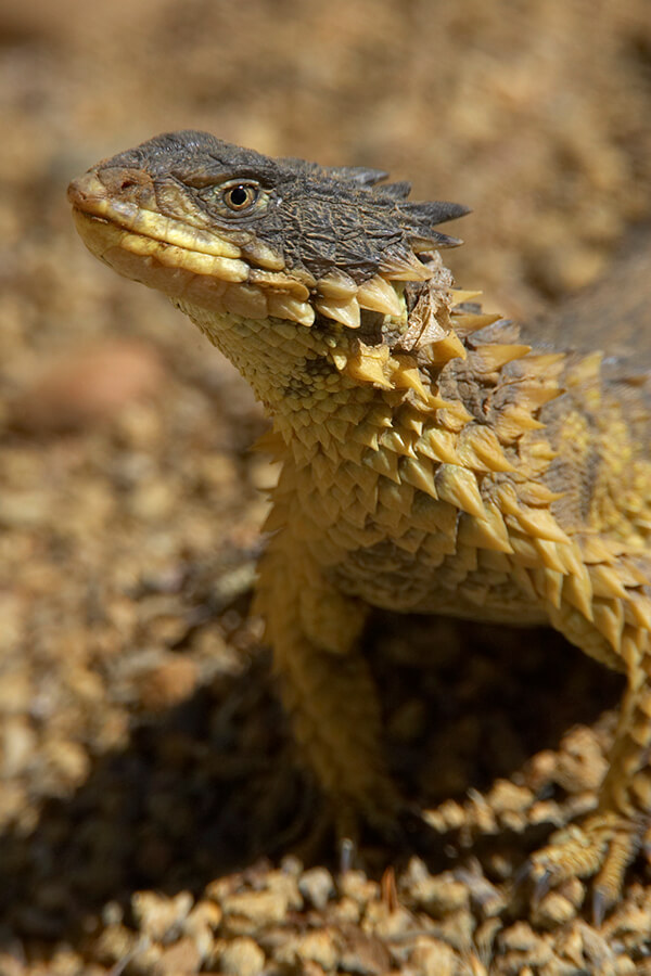 Lizard | San Diego Zoo Animals &amp; Plants