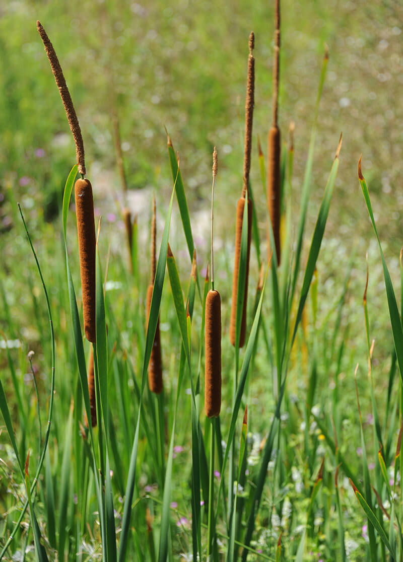 Cattail | San Diego Zoo Animals & Plants