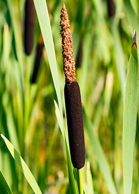 Common cattail