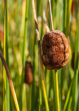 Dwarf cattails alongside water