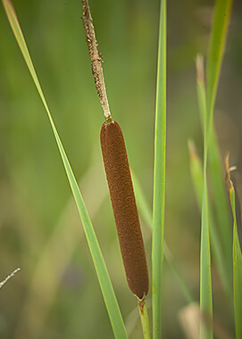 Narrowleaf cattail