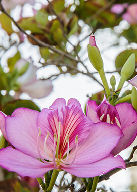 Bauhinia variegata