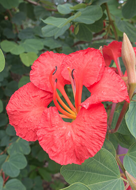 Red orchid bush