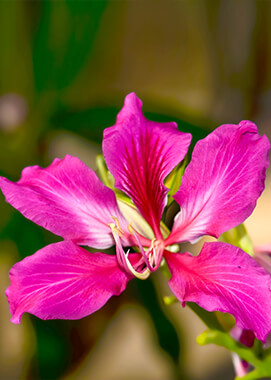 Hong Kong orchid tree