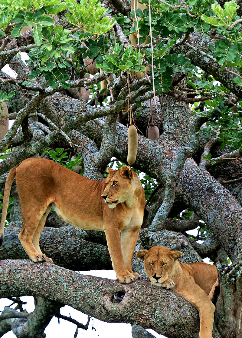 Kigelia africana - Sausage Tree