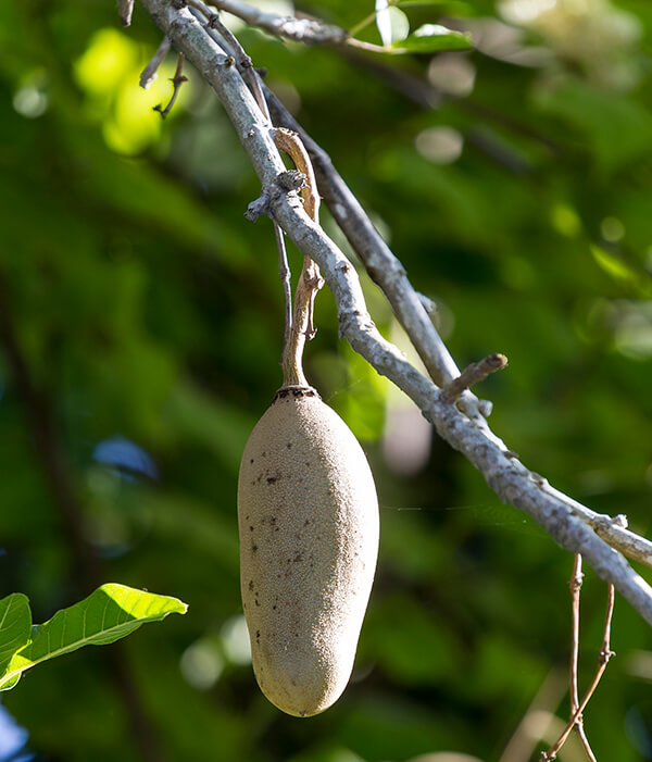 Kigelia africana (commonly known as sausage tree).Multiple parts of the