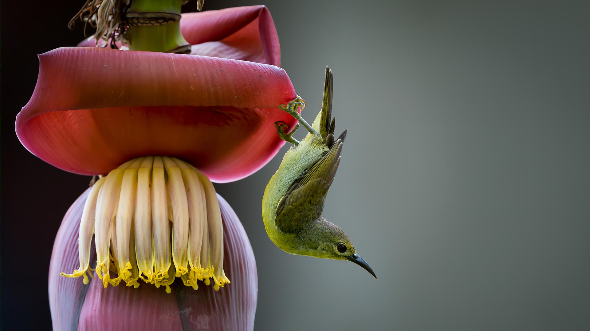 Little green sunbird on banana flower