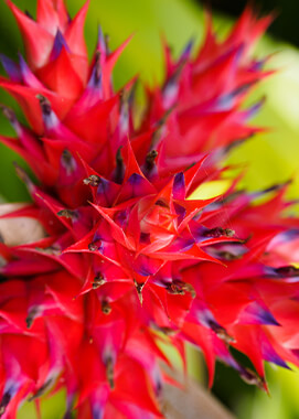 Hohenbergia bromeliad