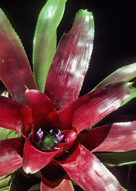 Concentric bromeliad