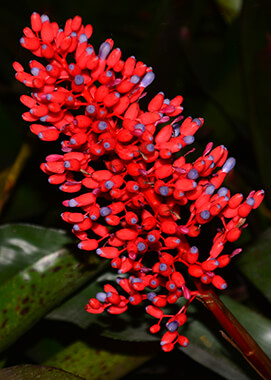 Coralberry bromeliad