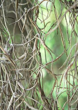 Spanish moss