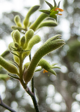 tall kangaroo paw