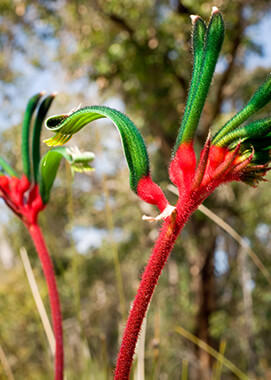 red and green kangaroo paw