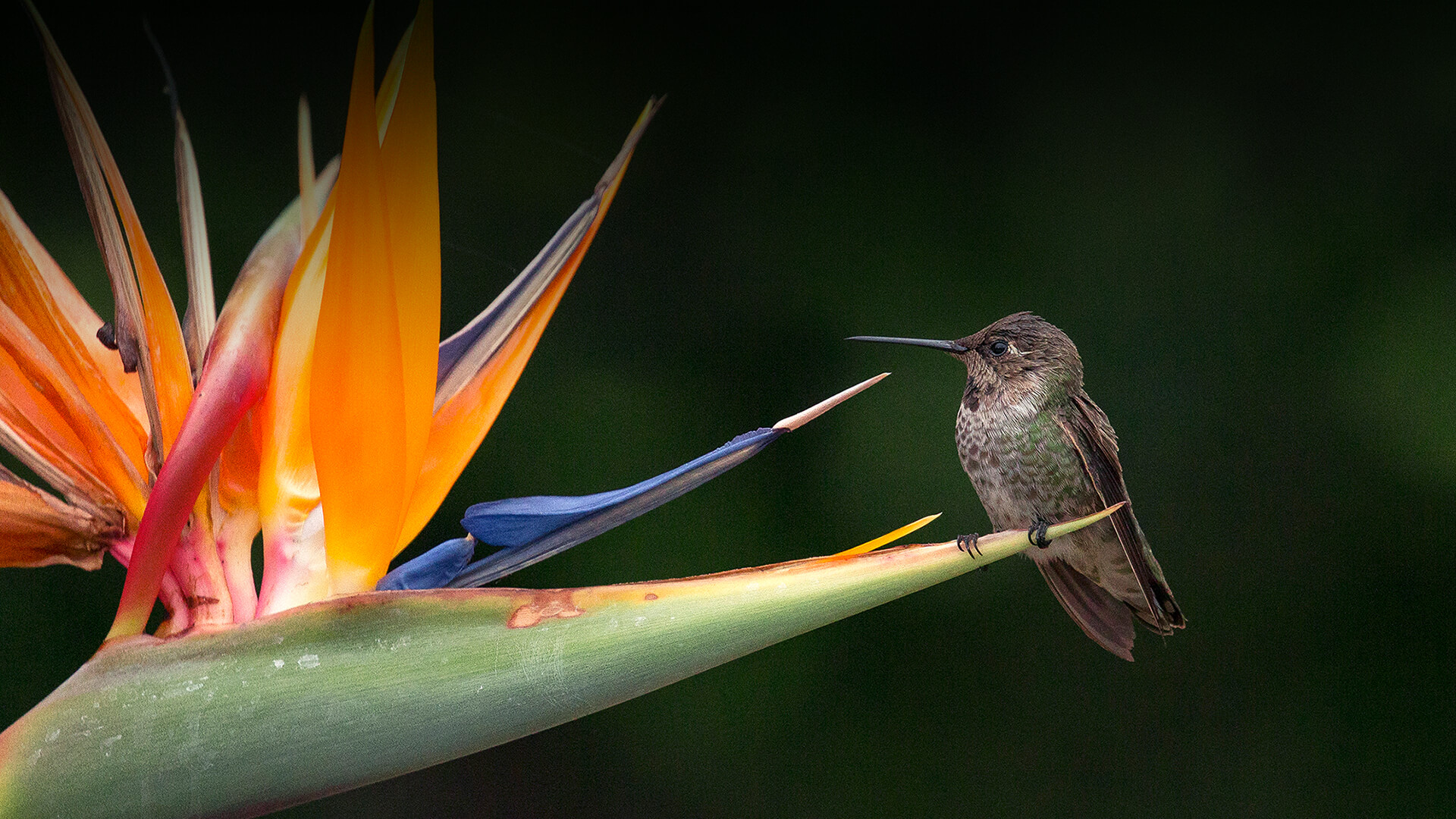 Hummingbird sitting on a bird-of-paradise flower