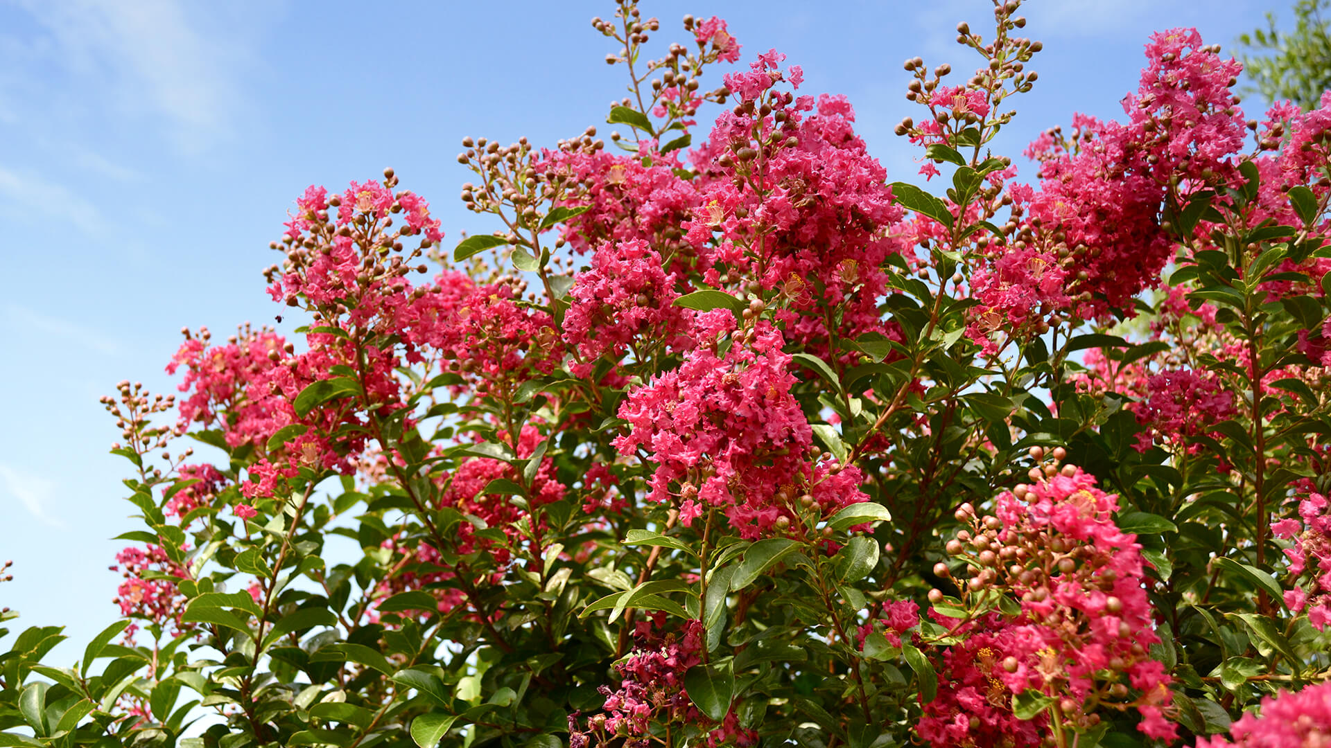 Crape myrtle tree covered in pink blossoms