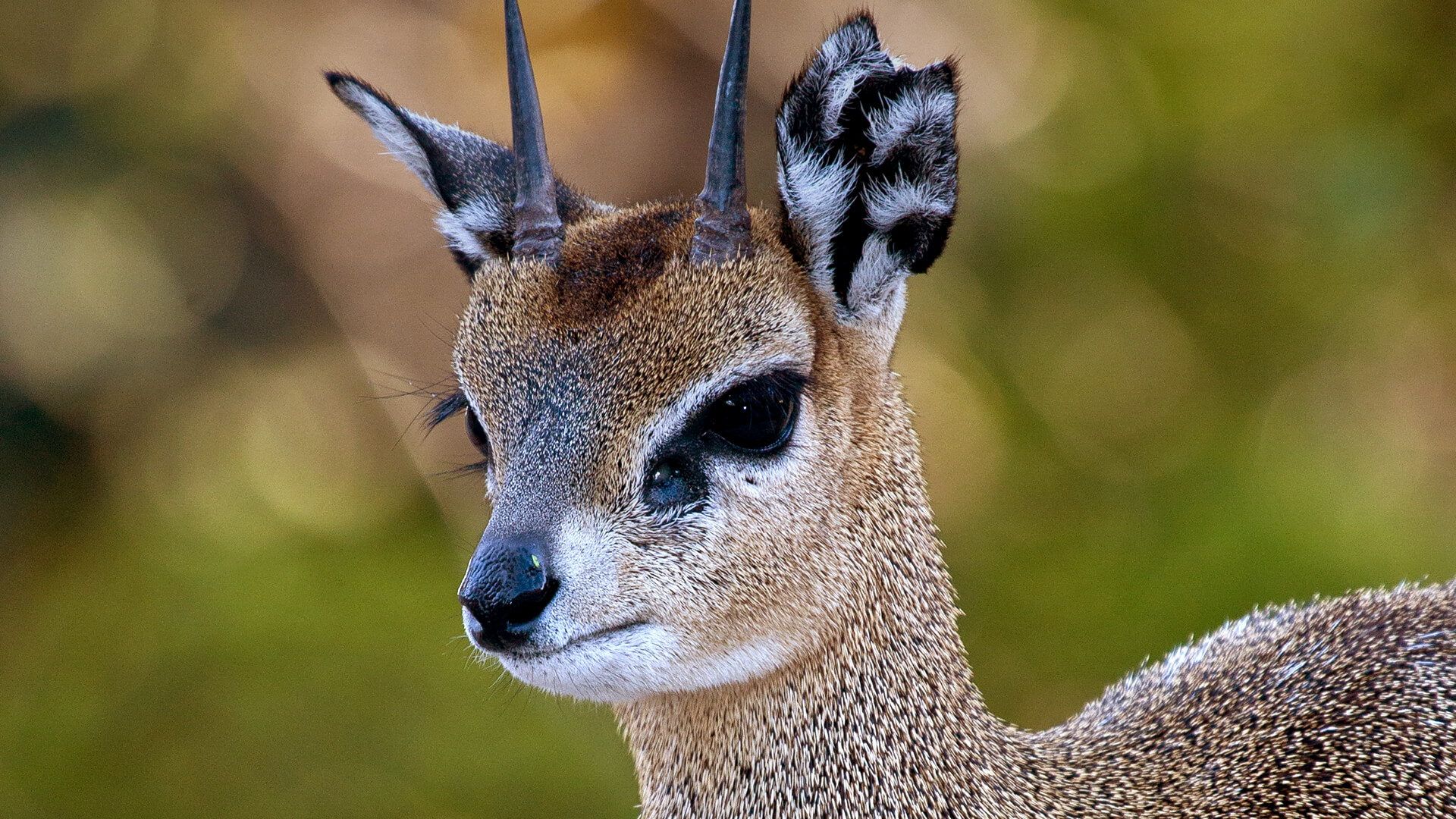 Closeup of a klipspringer's face in front of a green background