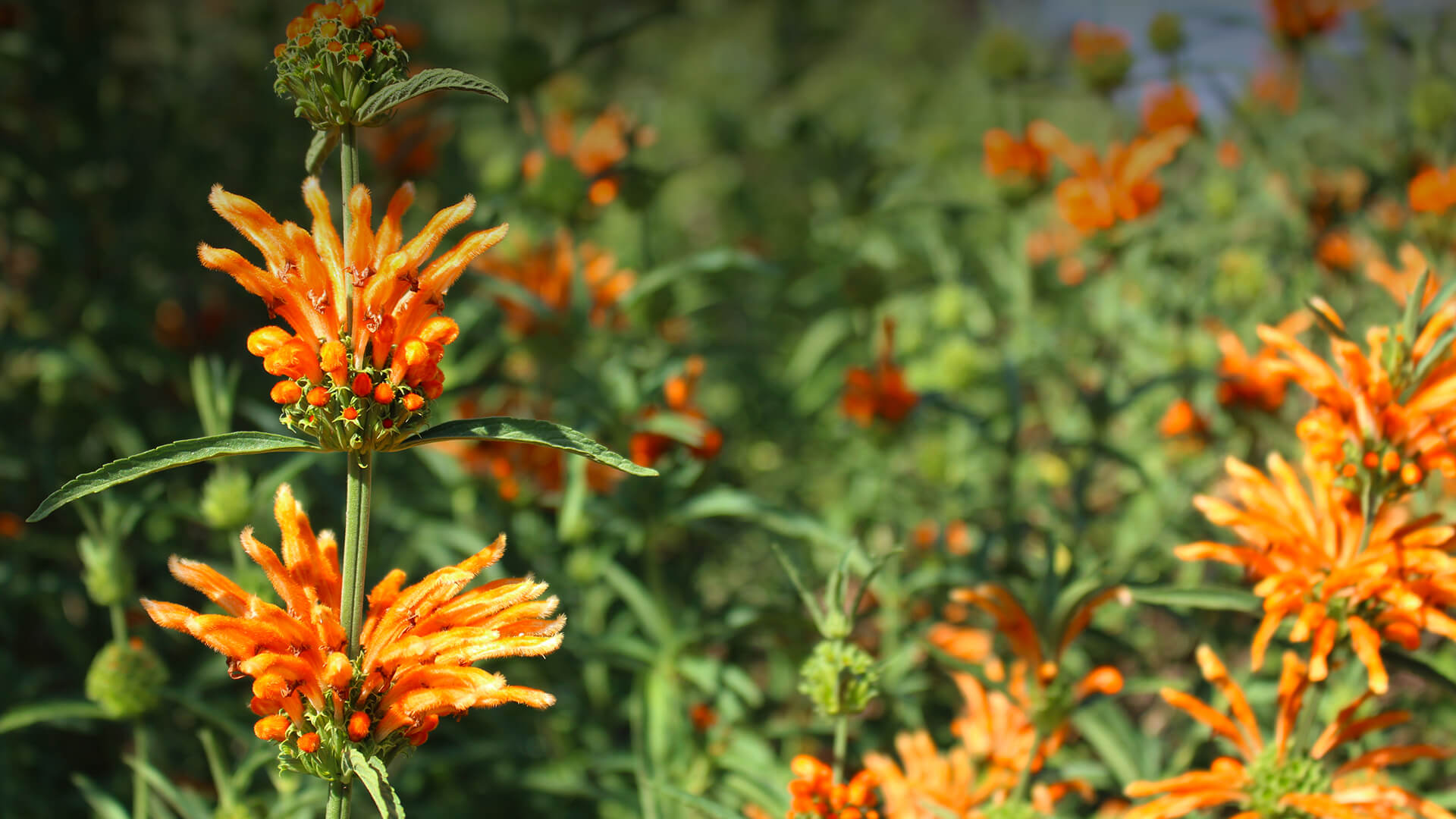 Lion's tail flowers growing as a shrub