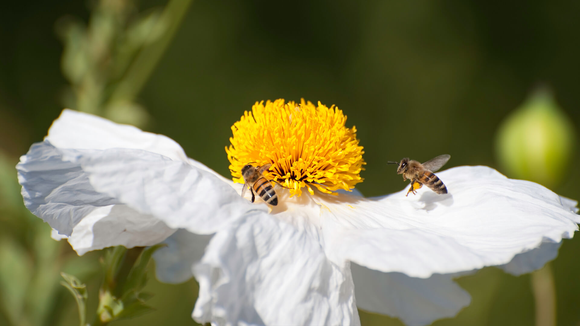 Two honeybees visiting a matilija poppy