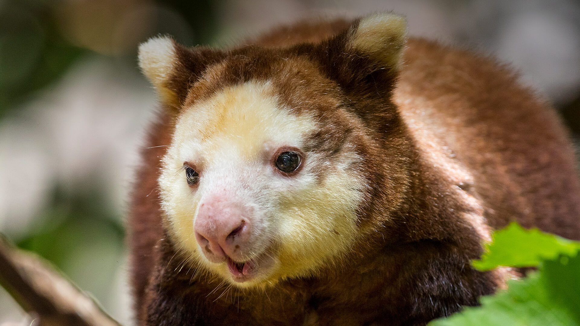 Matschie's tree kangaroo sitting on a branch, looking off to the left