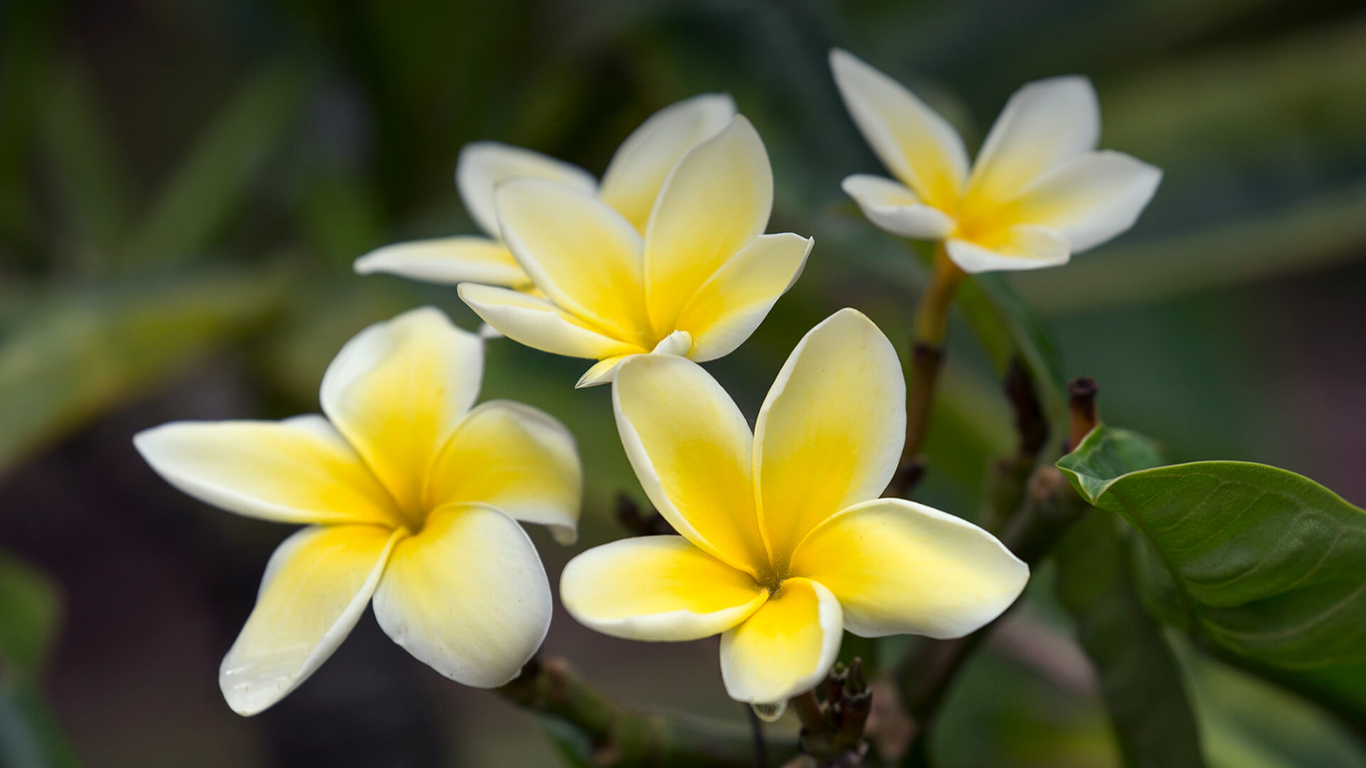 Yellow plumeria blooms