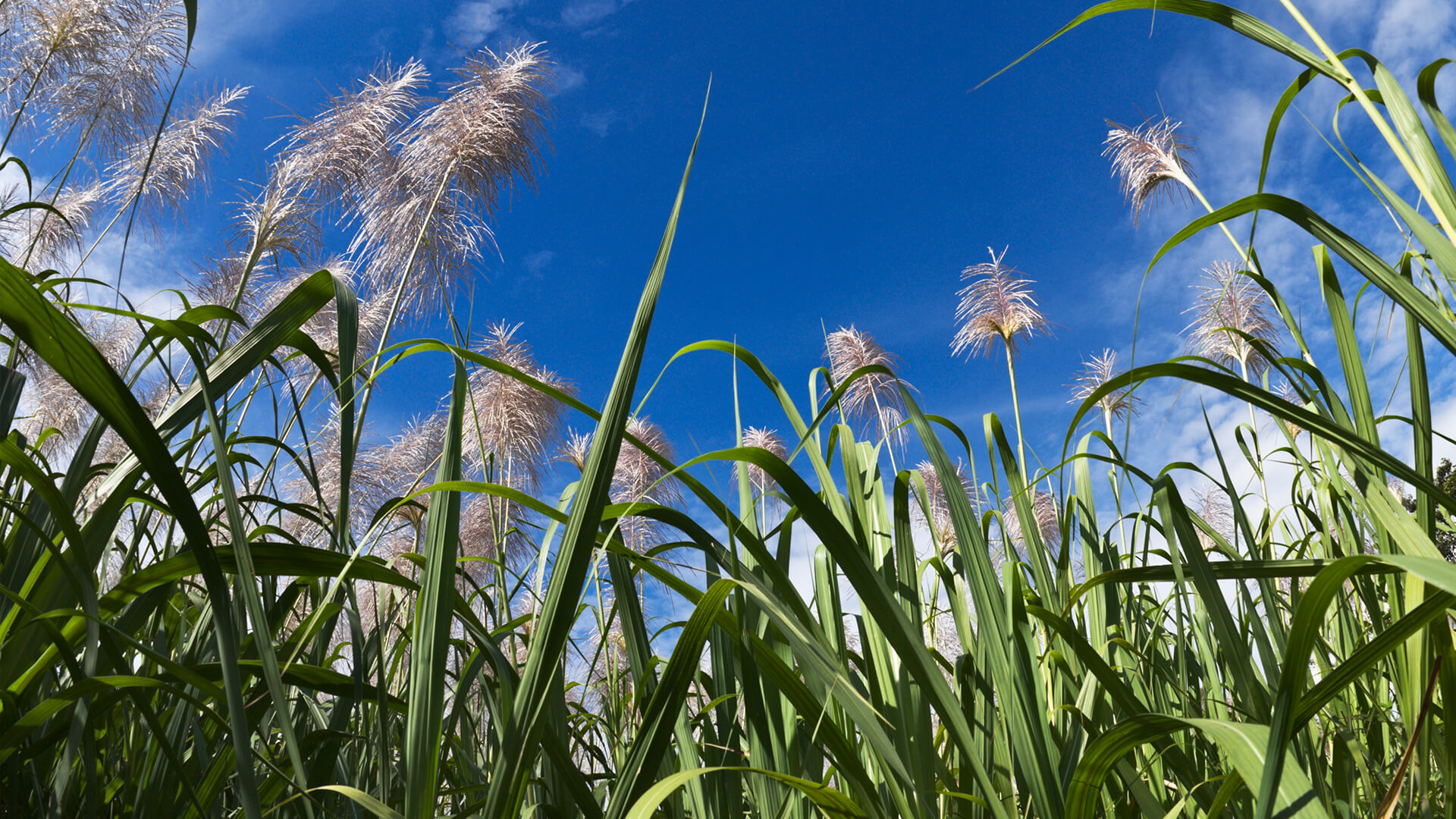 sugarcane field with blue skies