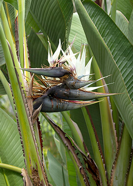 Giant bird-of-paradise flowers