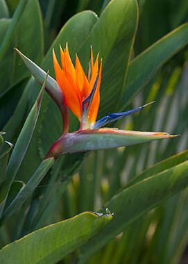 Bird Of Paradise San Diego Zoo Animals Plants