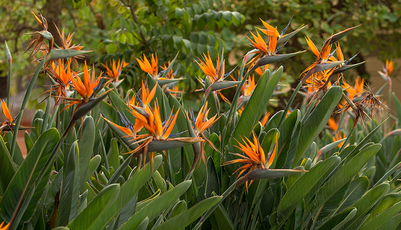 BIRD OF PARADISE LIVE PLANT Exotic Plants Orange Flower Strelitzia reginae