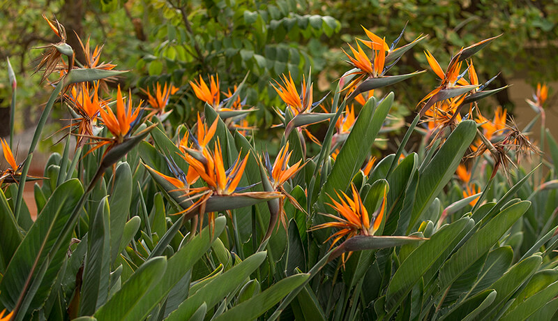 Bird of Paradise