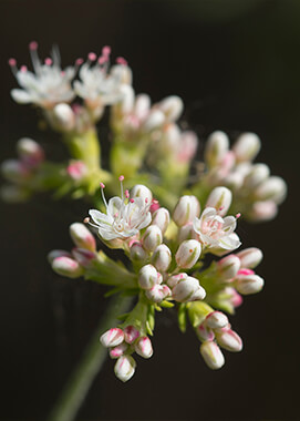 California buckwheat