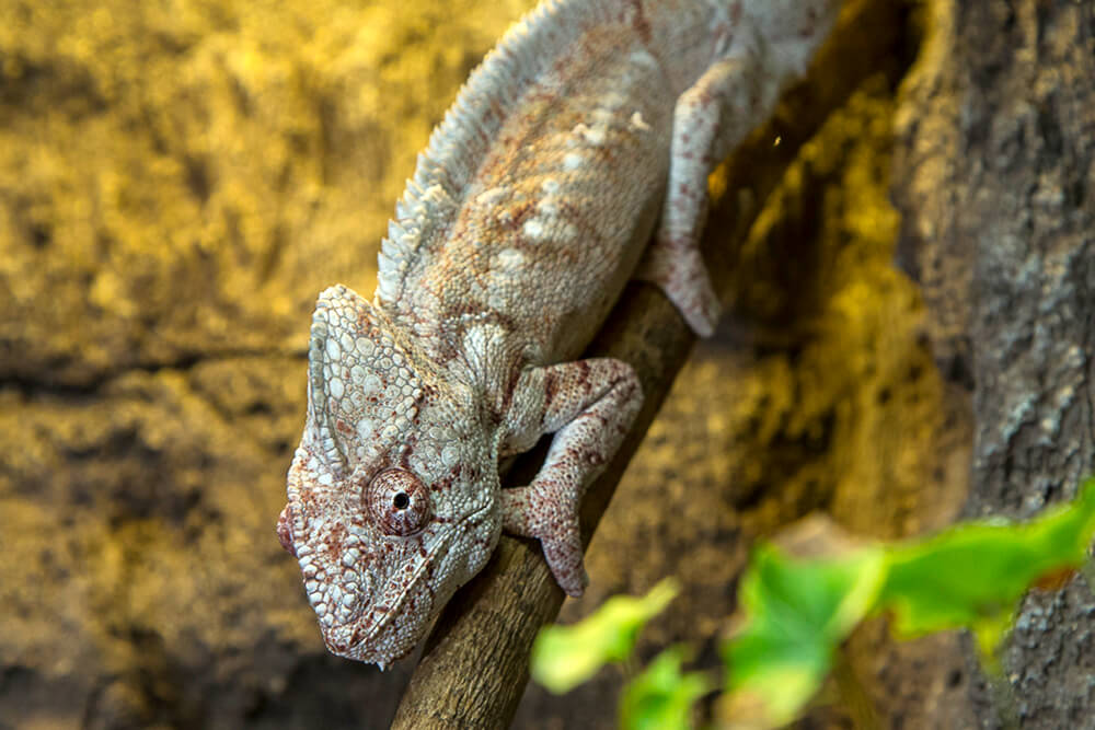 Lizard and Fishing Pole in Wildlife Photography