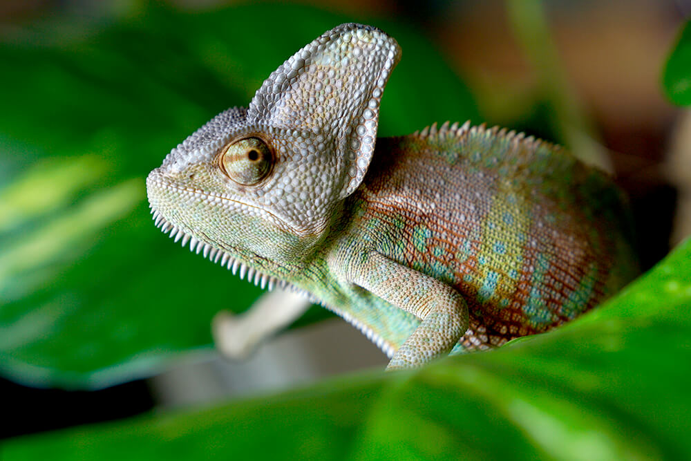 Are store chameleons amphibians