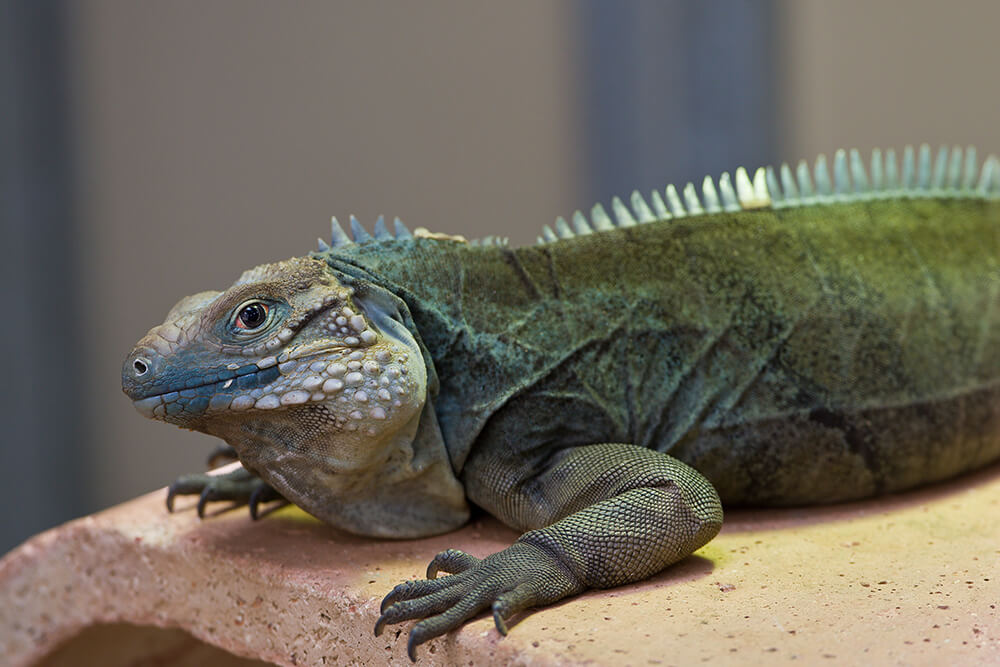 Iguana San Diego Zoo Animals Plants,When Is Boxing Day In Australia