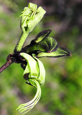 Black kangaroo paw