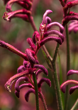 dwarf kangaroo paw