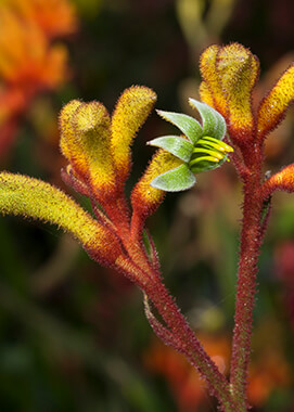 golden kangaroo paw