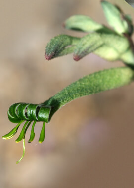 green kangaroo paw