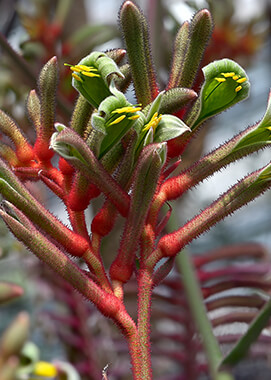 little kangaroo paw