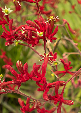 red kangaroo paw