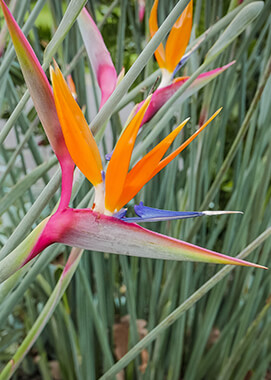 birds of paradise plant species