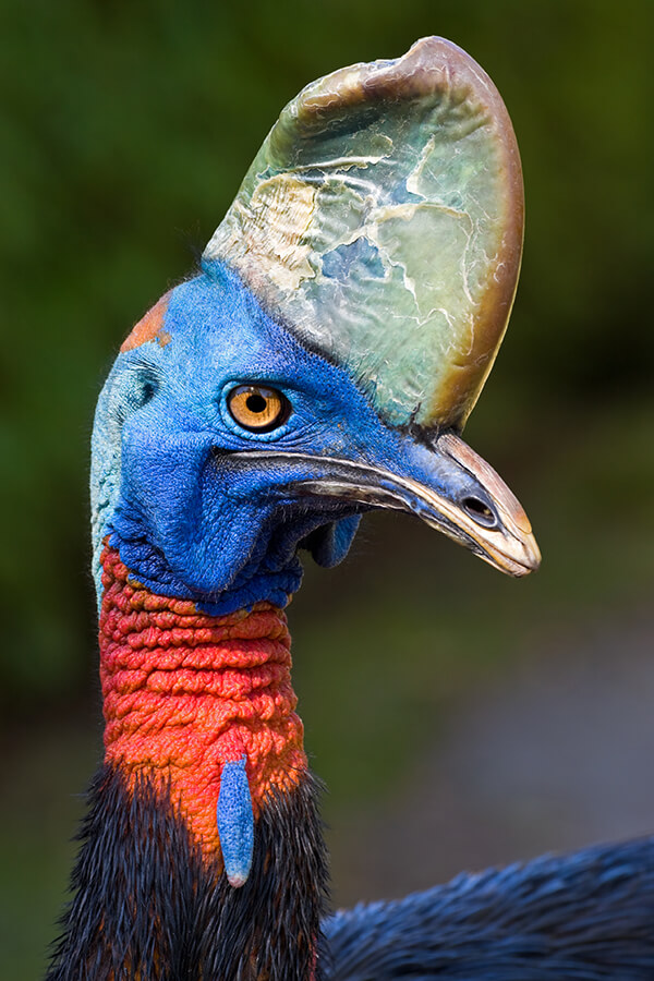  Cassowary  San Diego Zoo Animals Plants