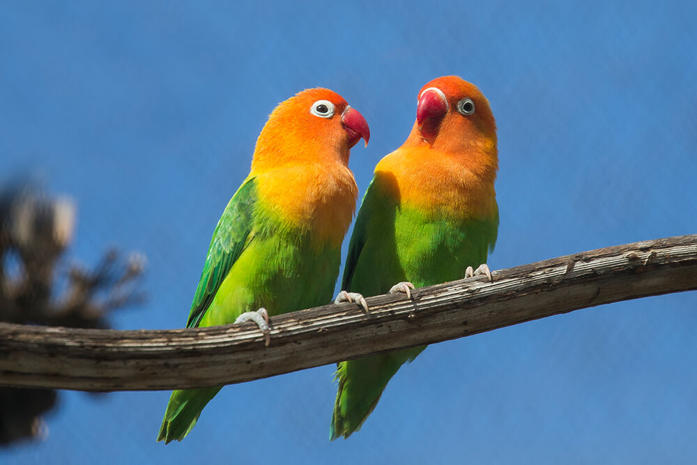 Fischer's Lovebird | San Diego Zoo Animals & Plants