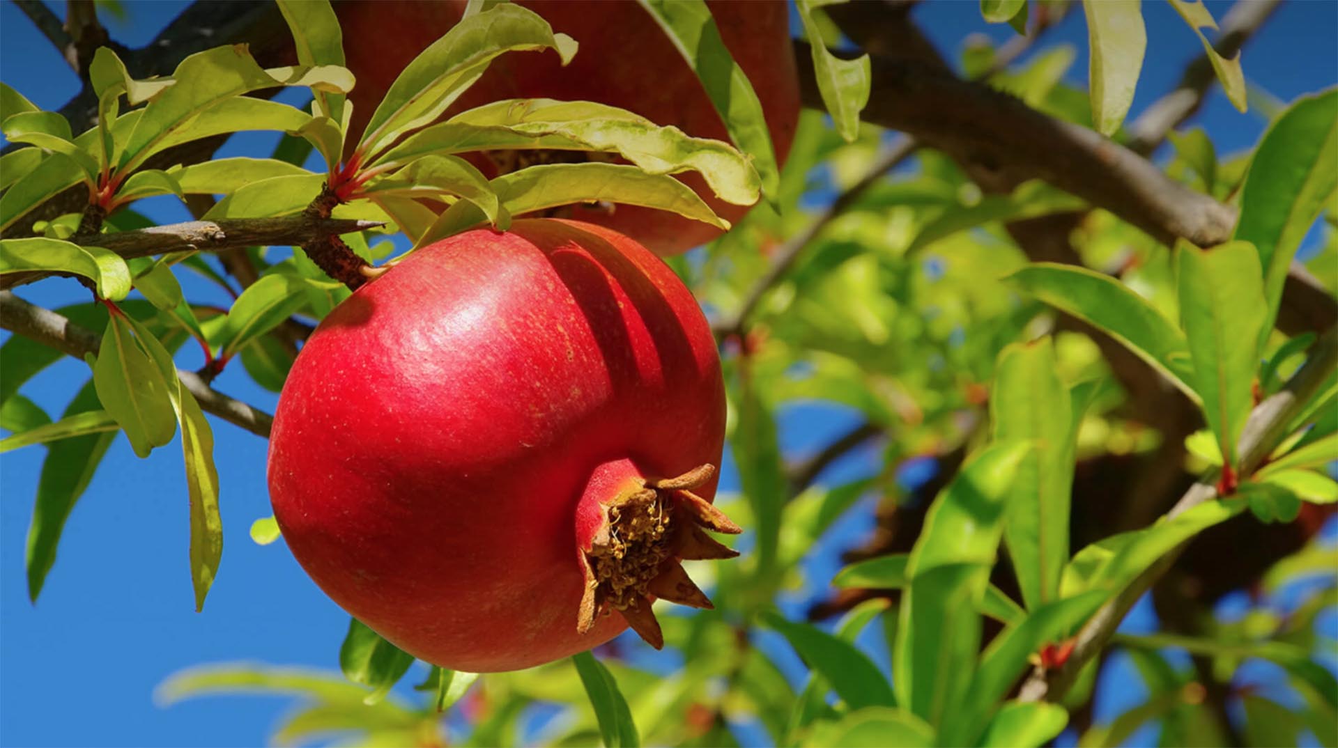 Large red pomegranate fruit growing on tree