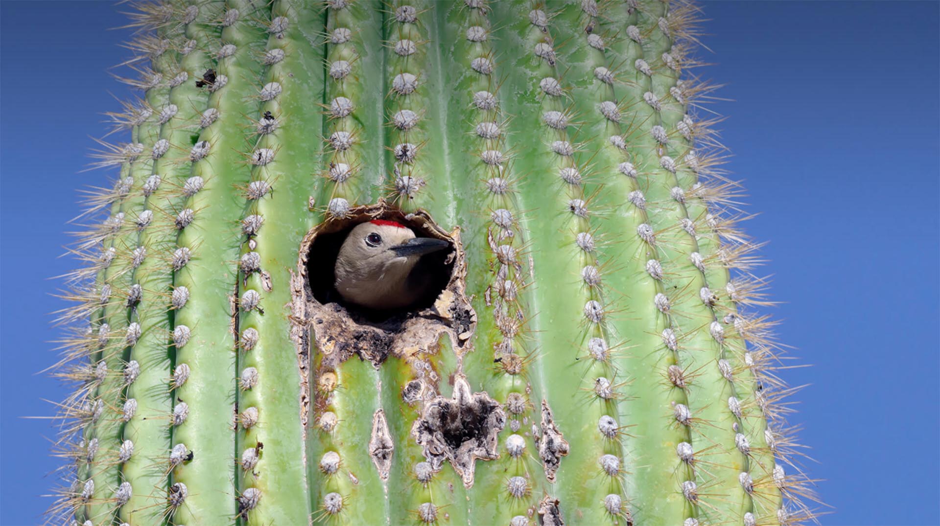 A woodpecker peeks out from a hole it has made in a large saguaro cactus.