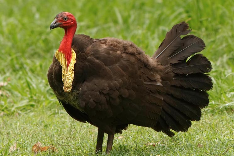 anden morder Rose Australian Brush-turkey | San Diego Zoo Animals & Plants