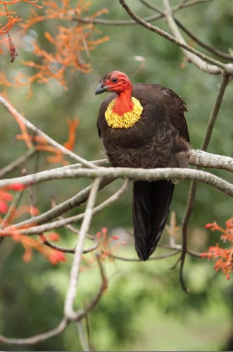 anden morder Rose Australian Brush-turkey | San Diego Zoo Animals & Plants