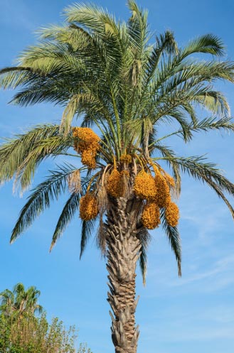 Ornamental landscape date palm: An overlooked urban fruit tree - Food Blog  - ANR Blogs