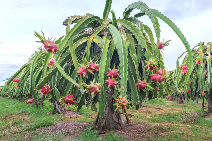 Dragonfruit Pitahaya Pitaya San Diego Zoo Animals Plants